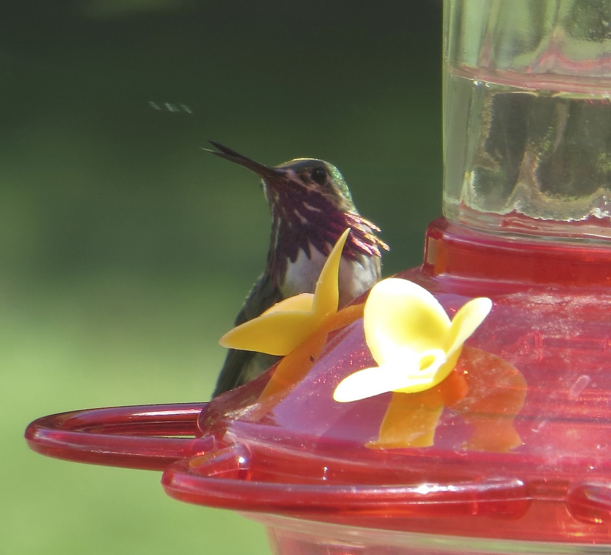 Calliope Hummingbird - Kathy Paulin
