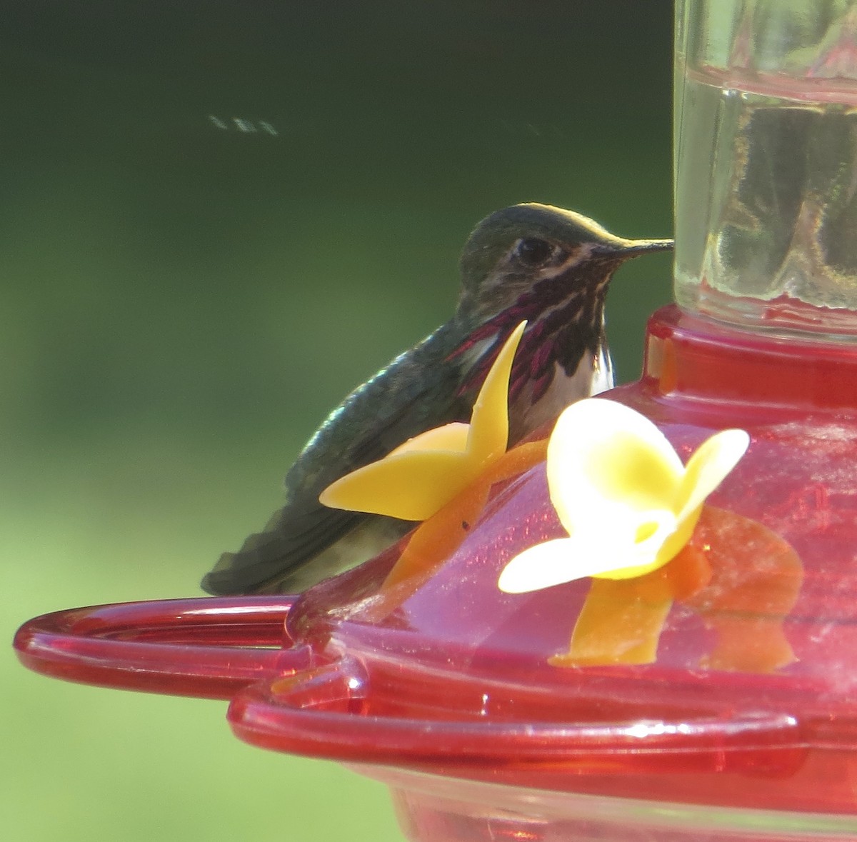 Calliope Hummingbird - ML42348331