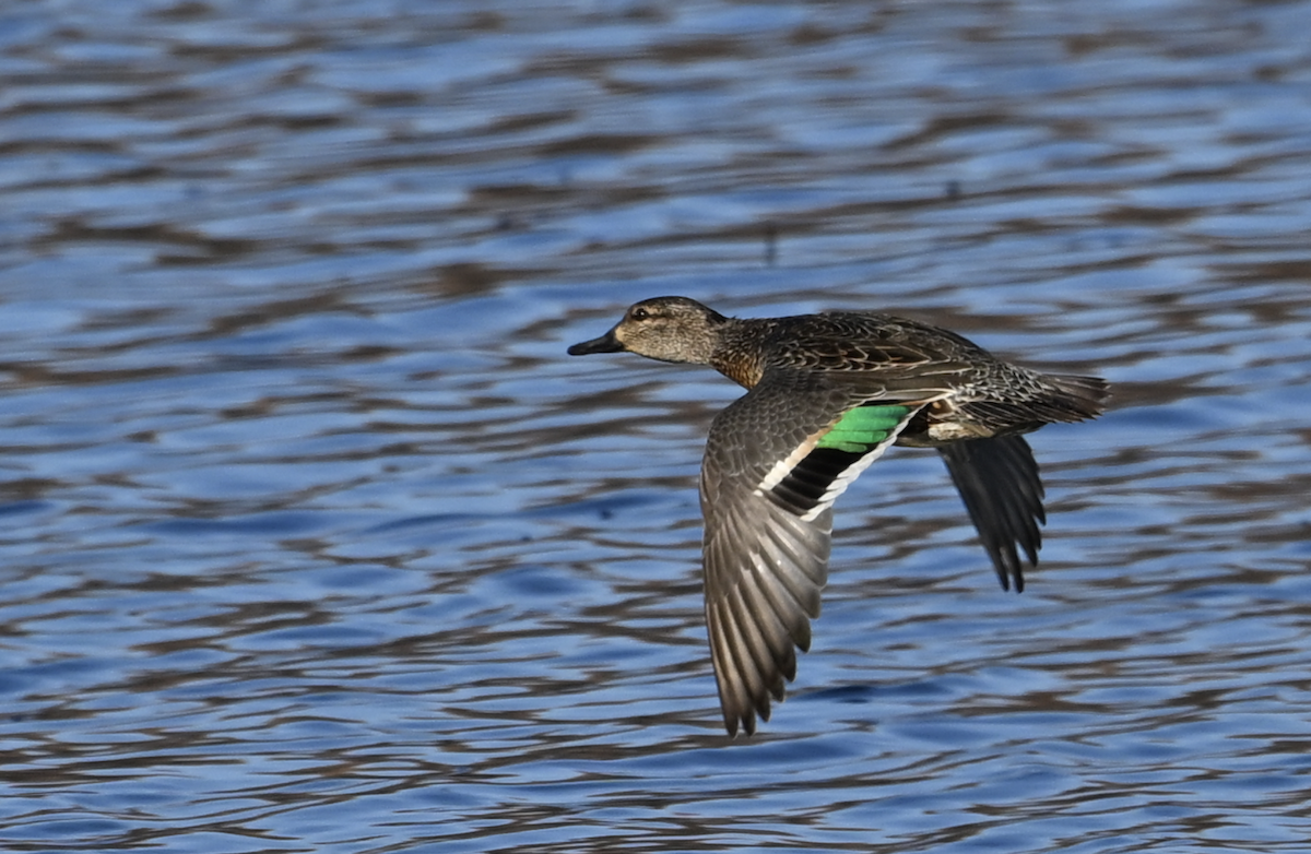 Green-winged Teal - ML423485251
