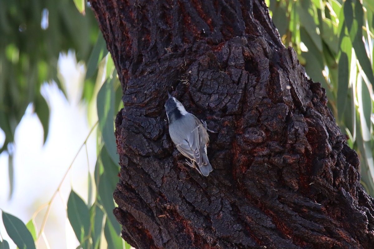 White-breasted Nuthatch - Sally Veach
