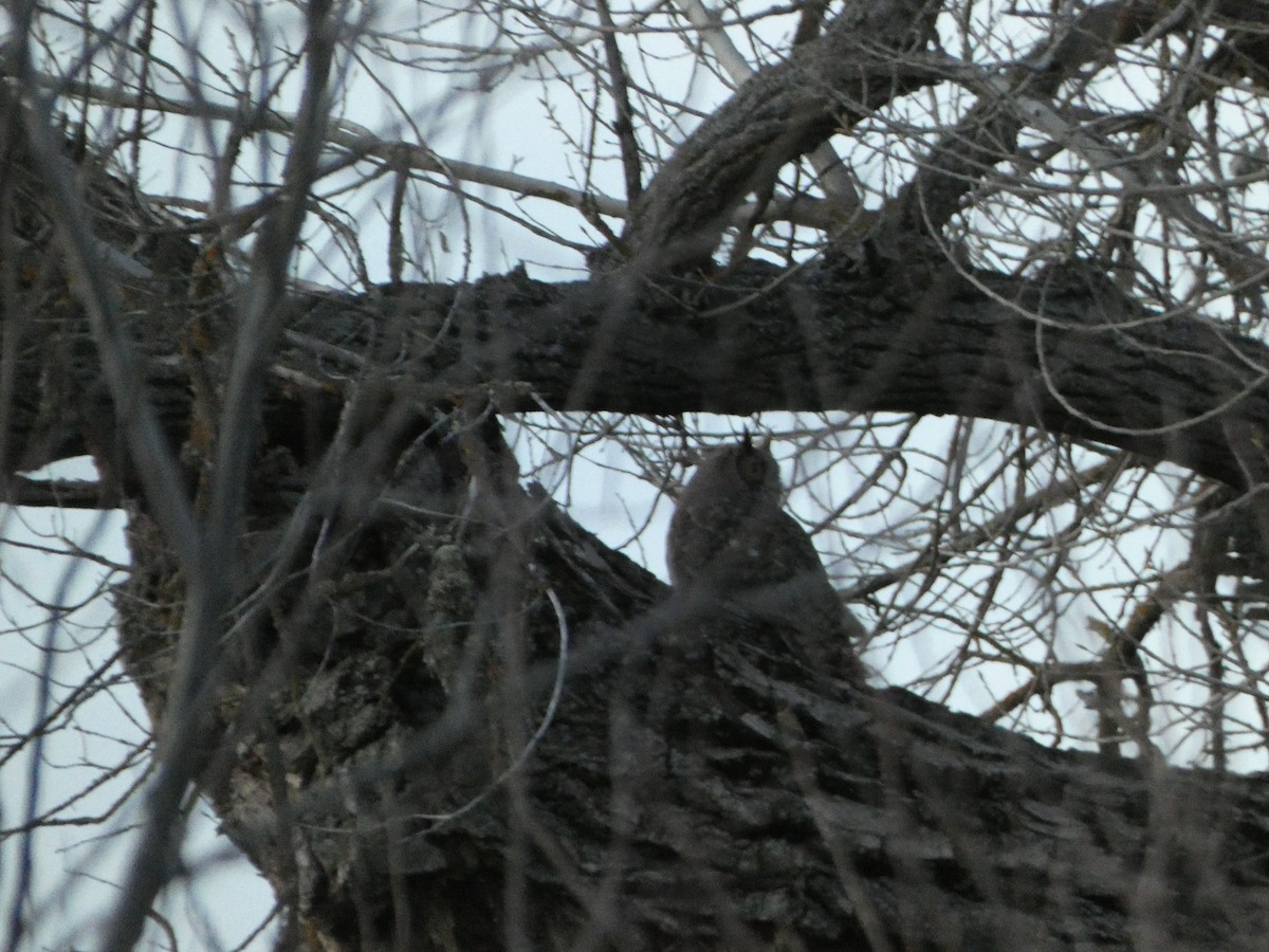 Great Horned Owl - ML423497411