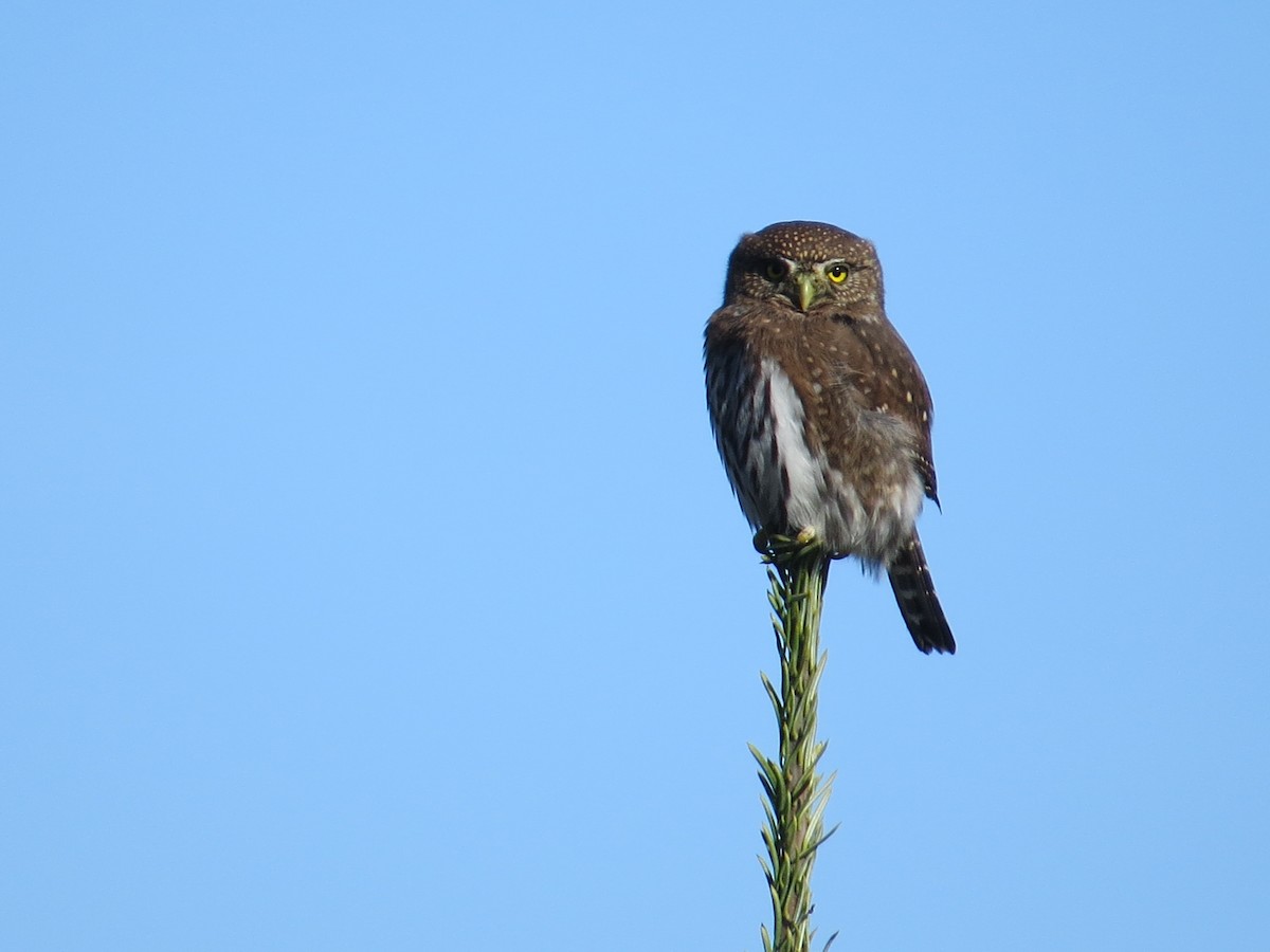 Northern Pygmy-Owl - ML42350761