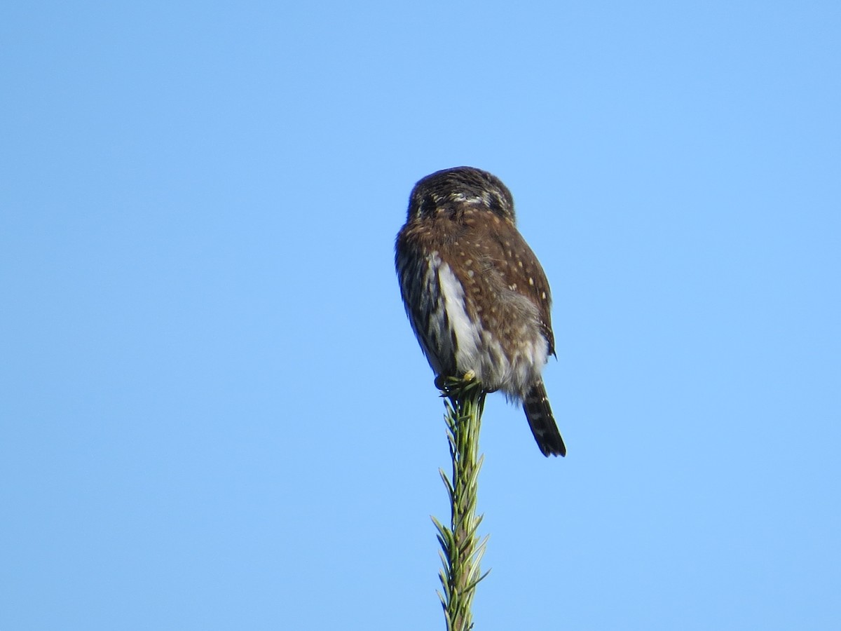 Northern Pygmy-Owl - ML42350771