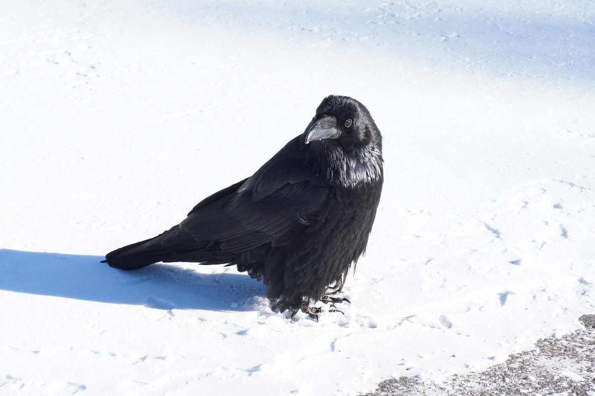 Common Raven - ML423513151