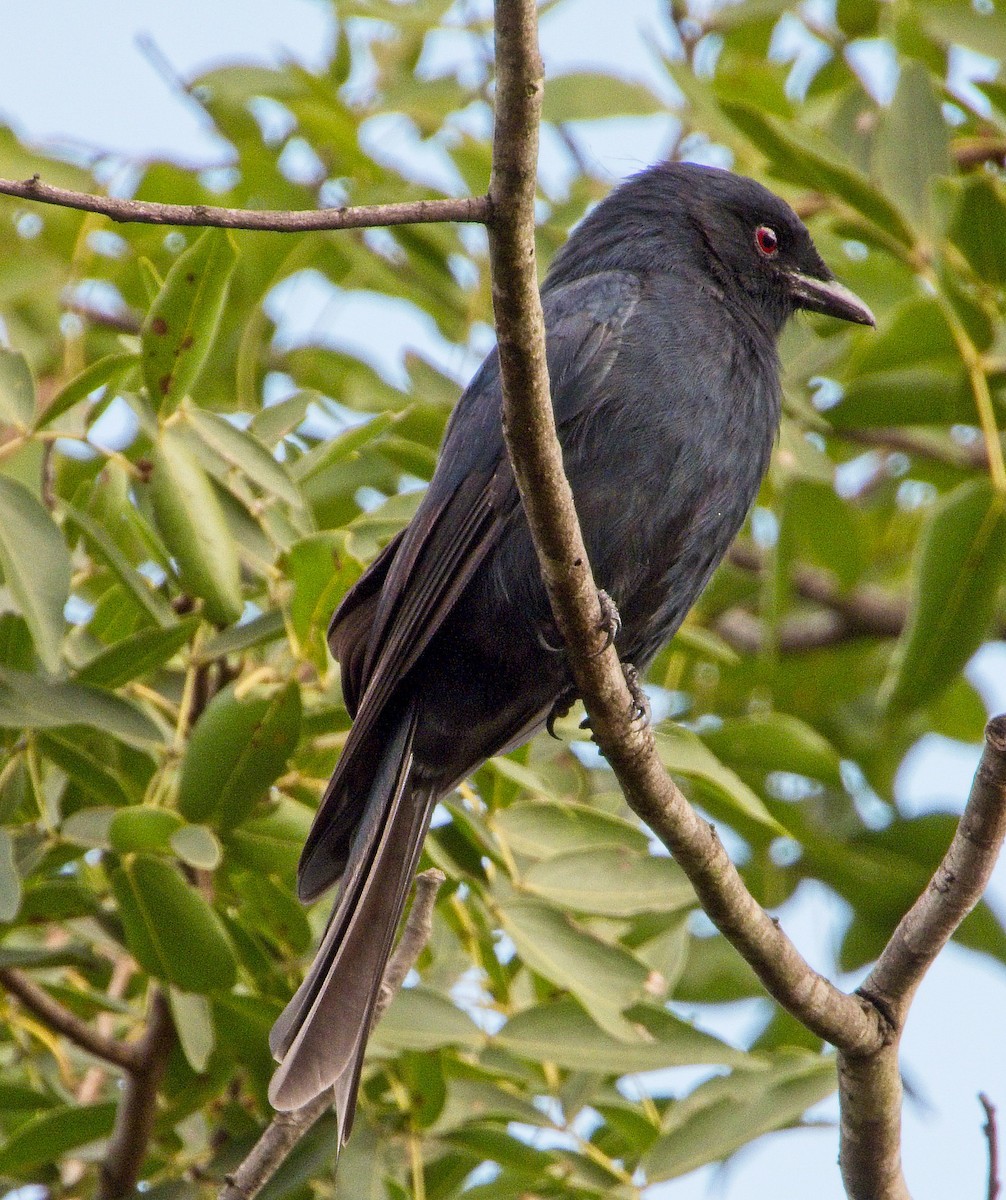 Fork-tailed Drongo - ML423514631