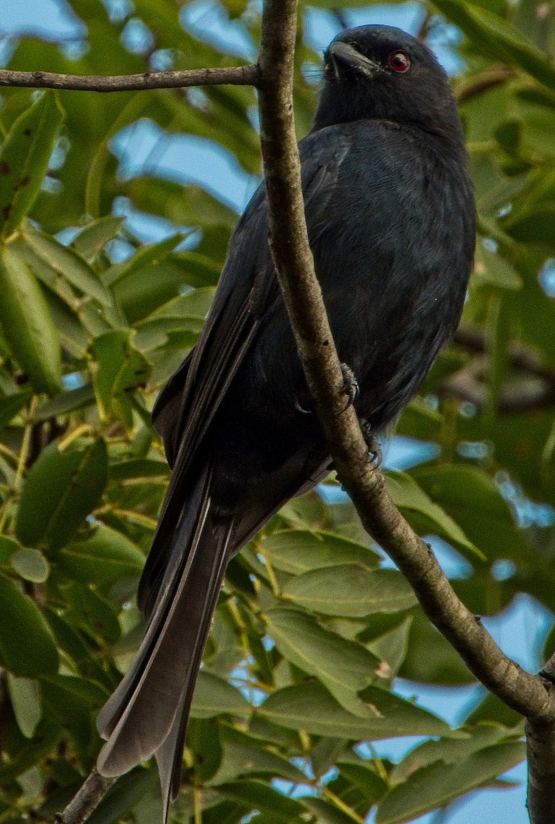 Fork-tailed Drongo - ML423514671