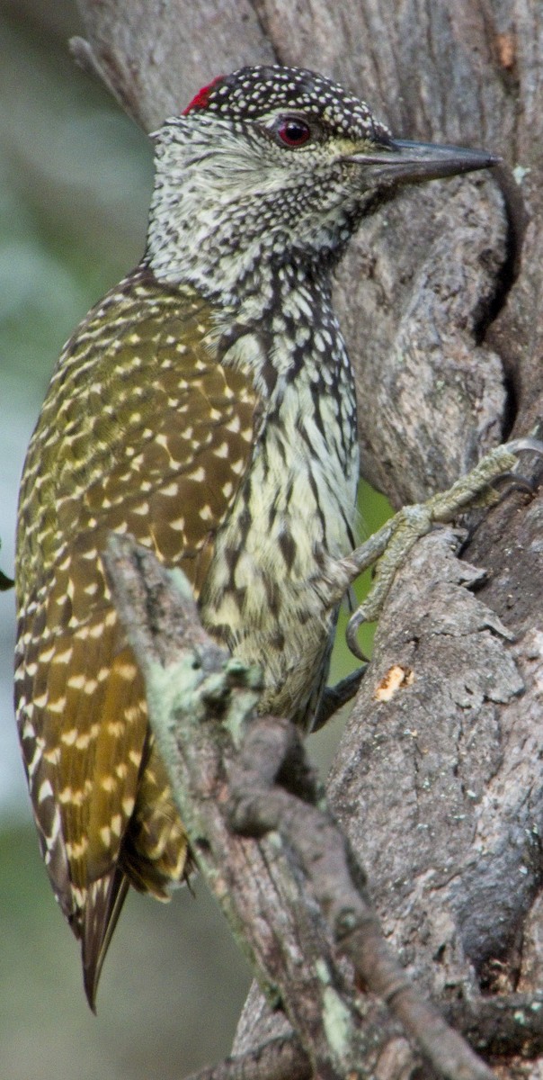 Golden-tailed Woodpecker - Dean Martin
