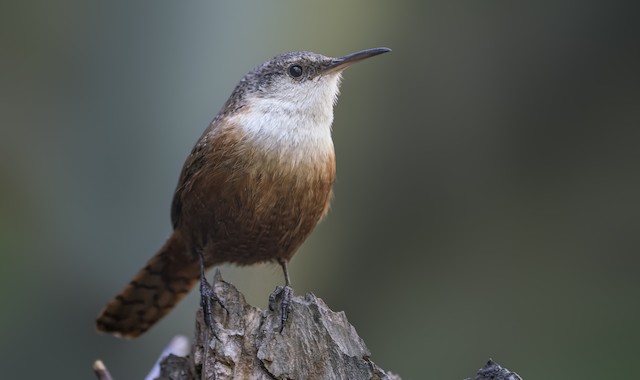 Frontal view (subspecies <em class="SciName notranslate">conspersus</em>). - Canyon Wren - 