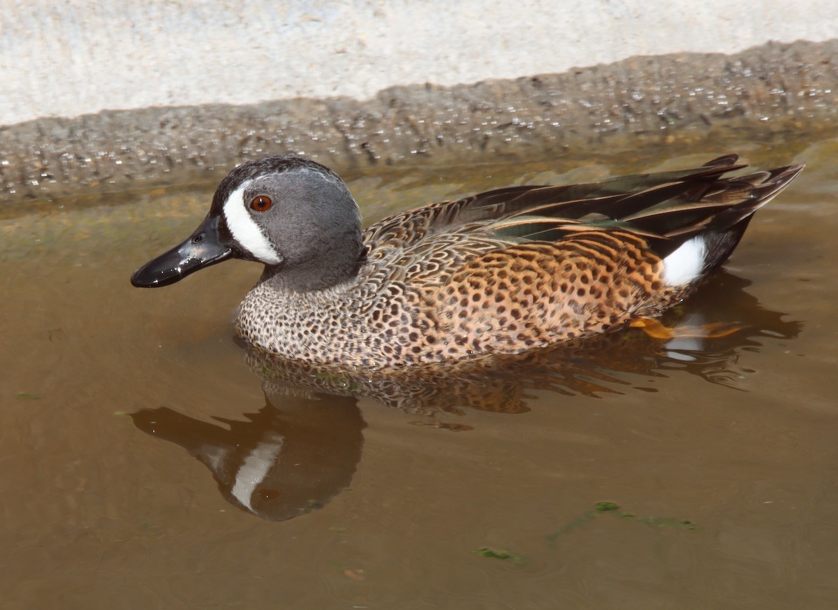 Blue-winged Teal - ML423516461