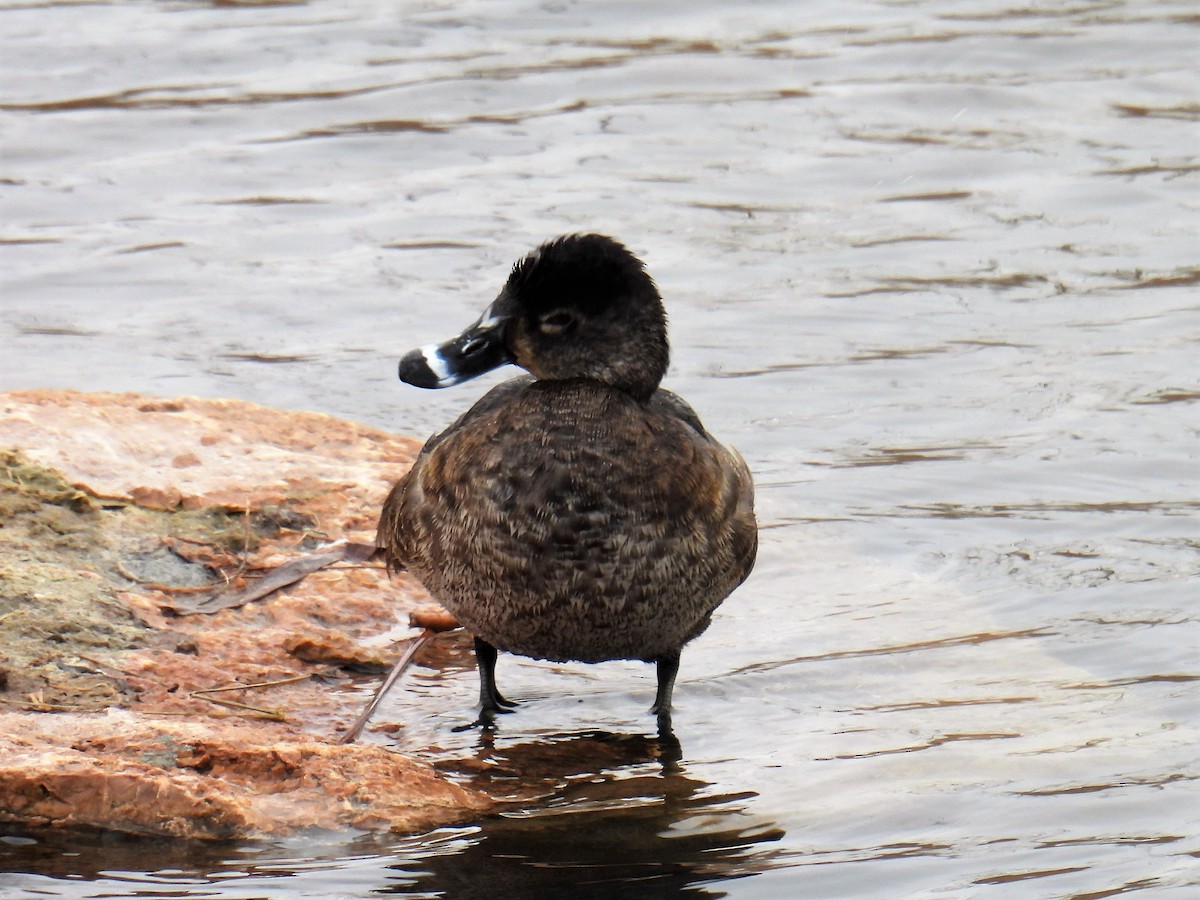Ring-necked Duck - ML423519181