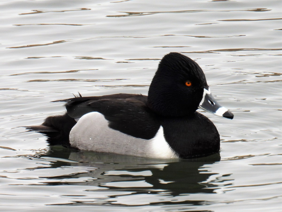 Ring-necked Duck - ML423519551