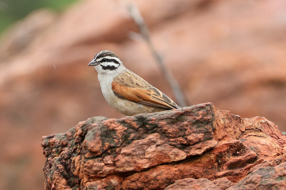 Cape Bunting - Marie Stridh
