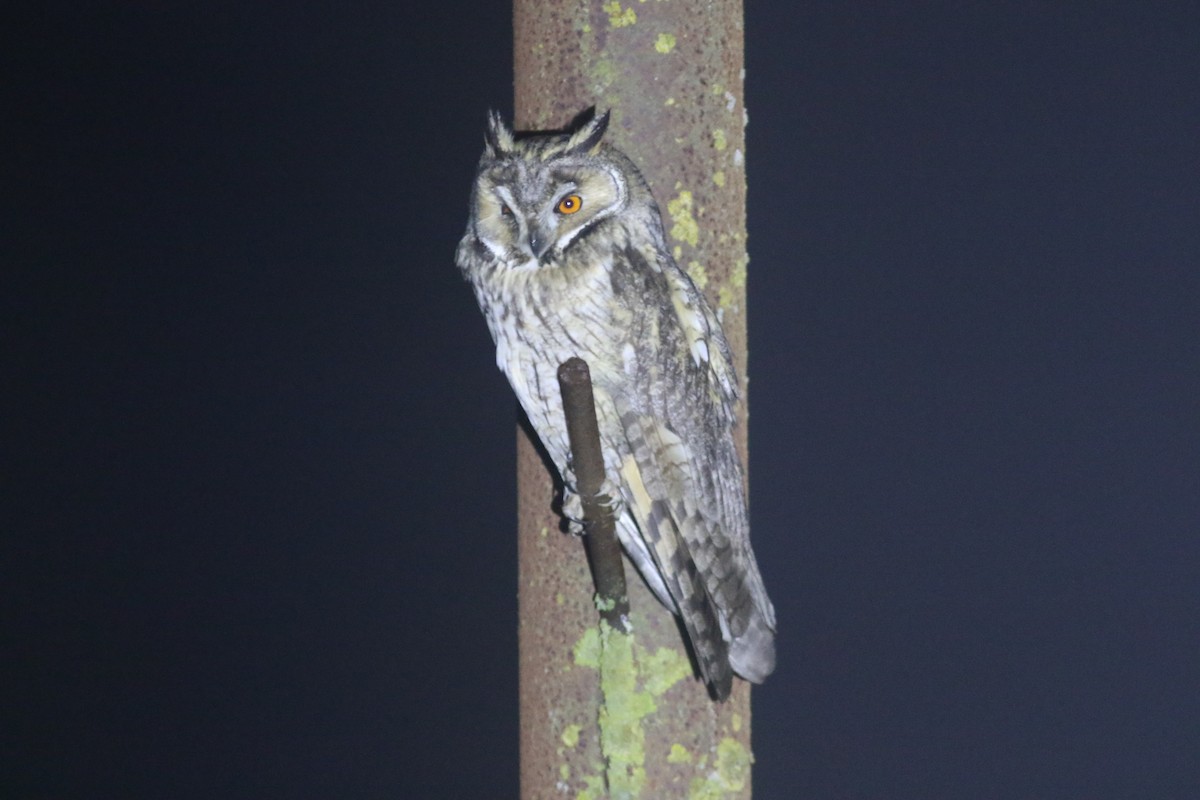 Long-eared Owl - Peter Alfrey