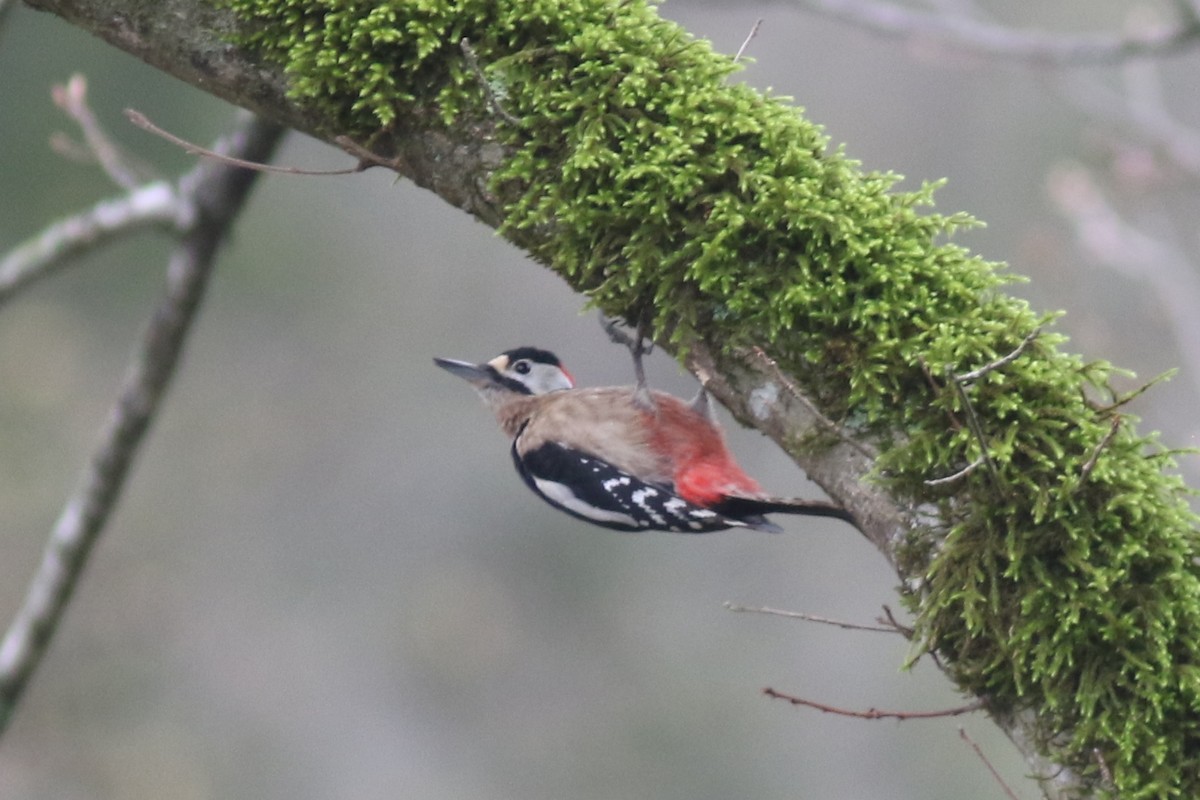 Great Spotted Woodpecker - ML423534761