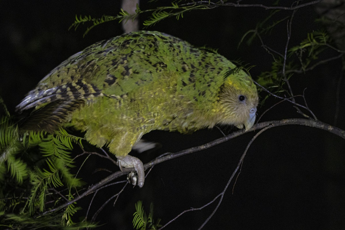 Strigops kakapo - ML423534871