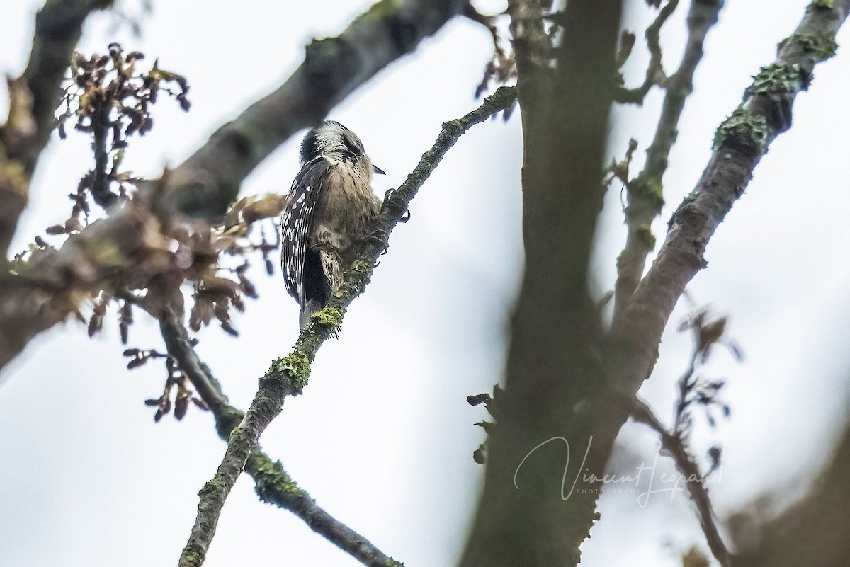 Lesser Spotted Woodpecker - ML423534881