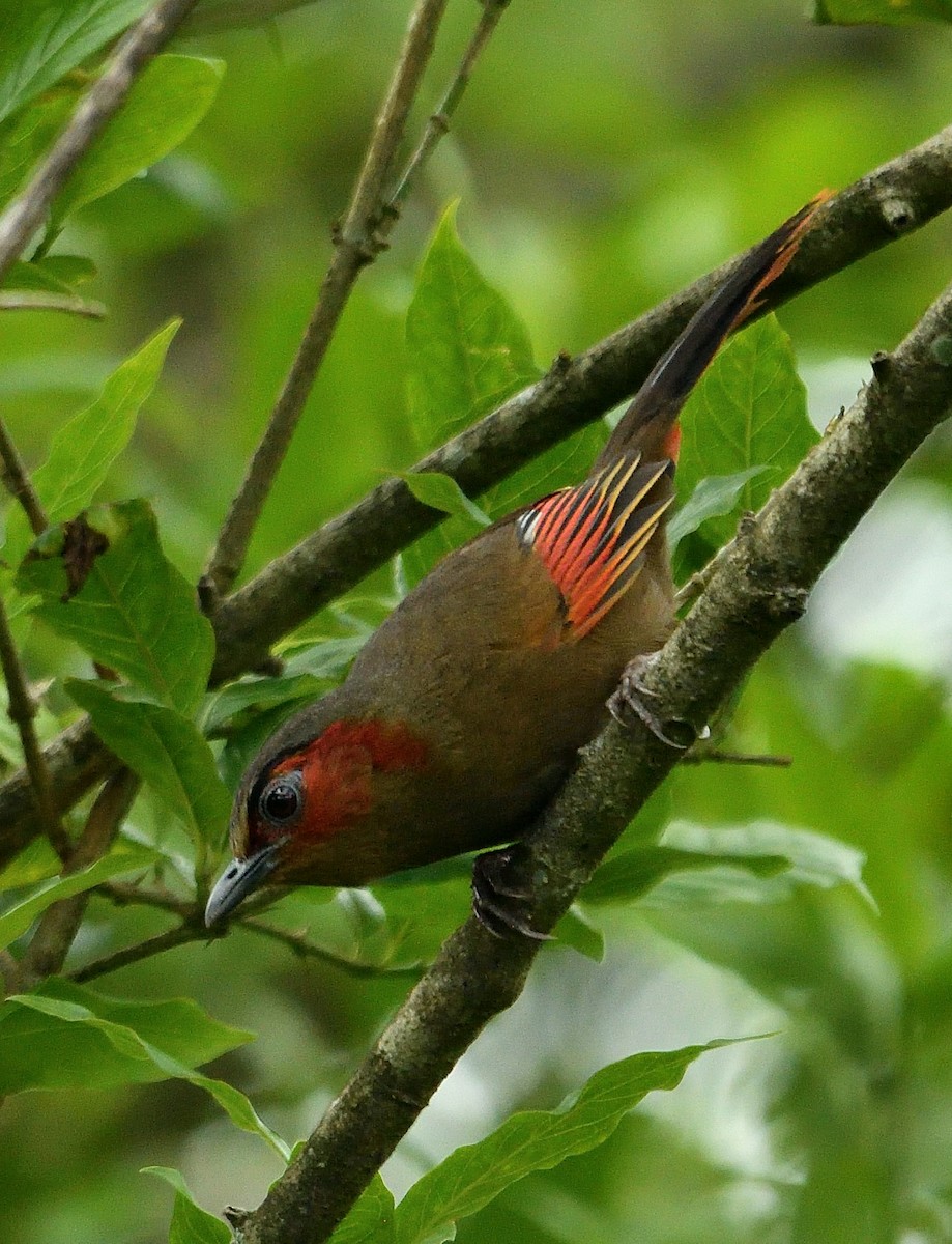 Red-faced Liocichla - ML423535311