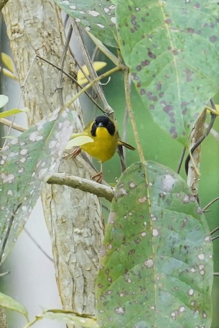 Olive-crowned Yellowthroat - ML423536151