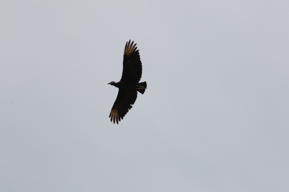 Black Vulture - ML423536961