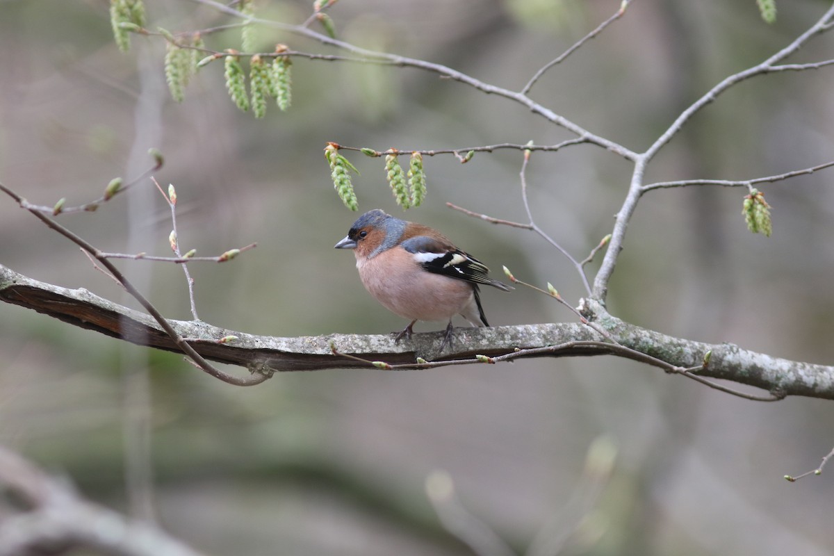 Common Chaffinch - Peter Alfrey