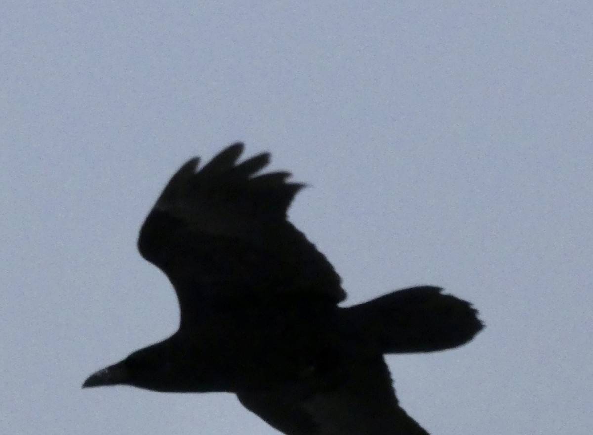 Common Raven - ML423540571