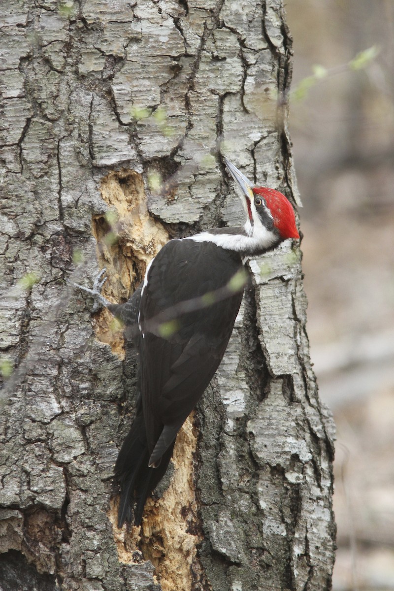 Pileated Woodpecker - Doug Hitchcox