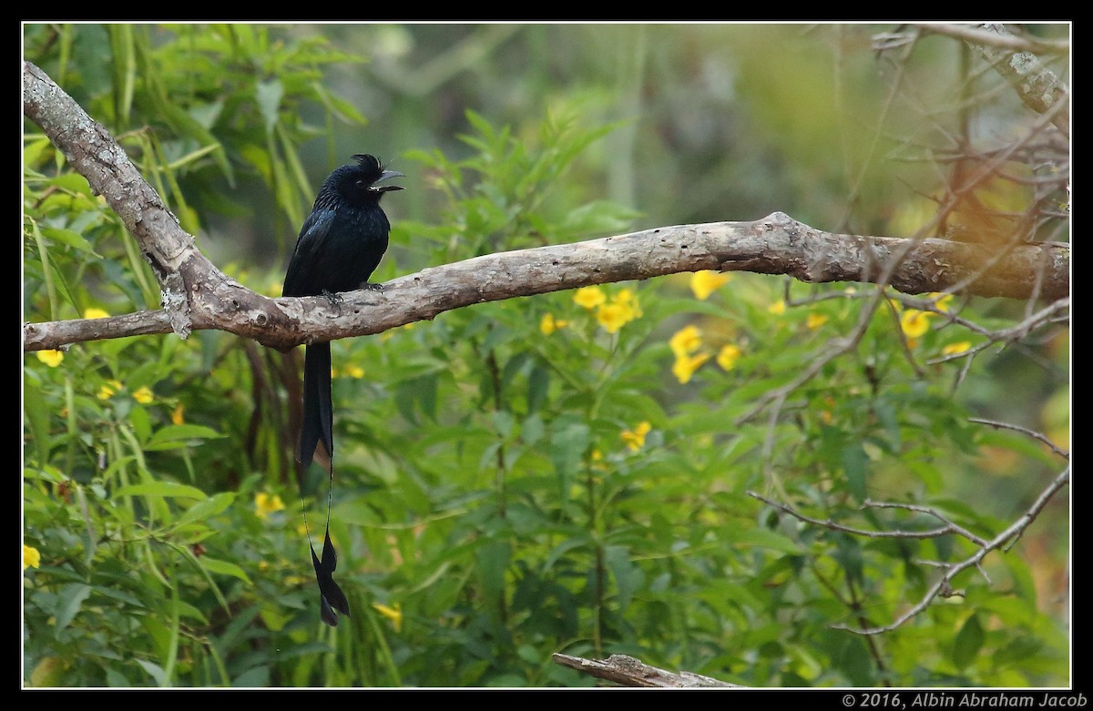 Greater Racket-tailed Drongo - ML42354481