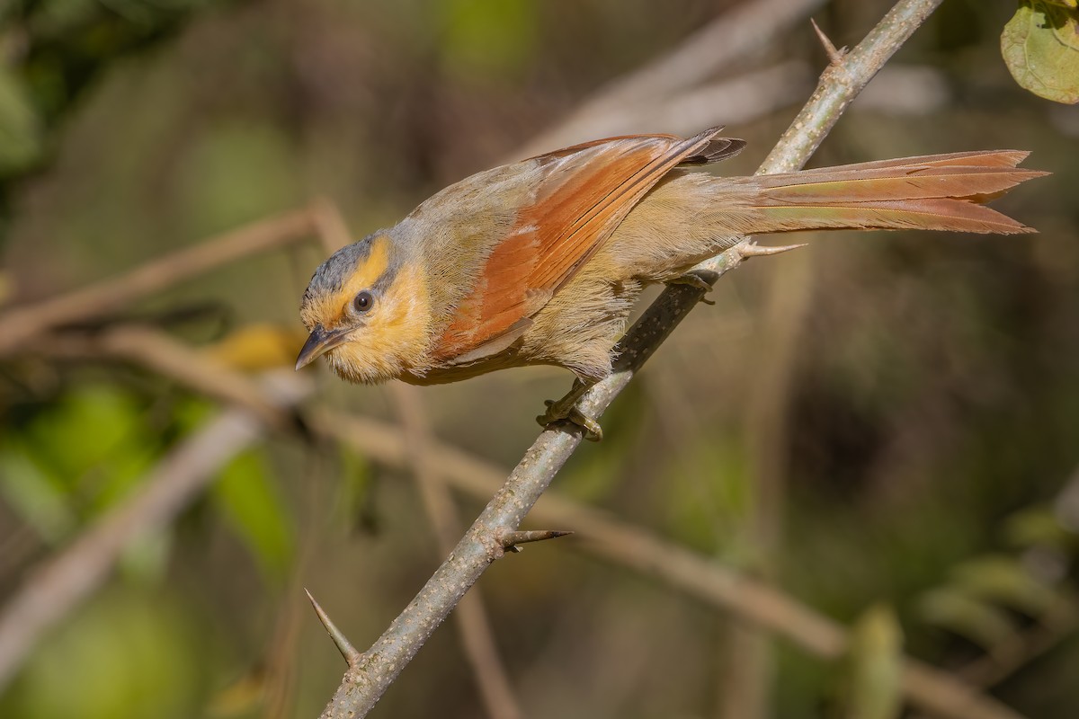 Buff-fronted Foliage-gleaner - ML423549221