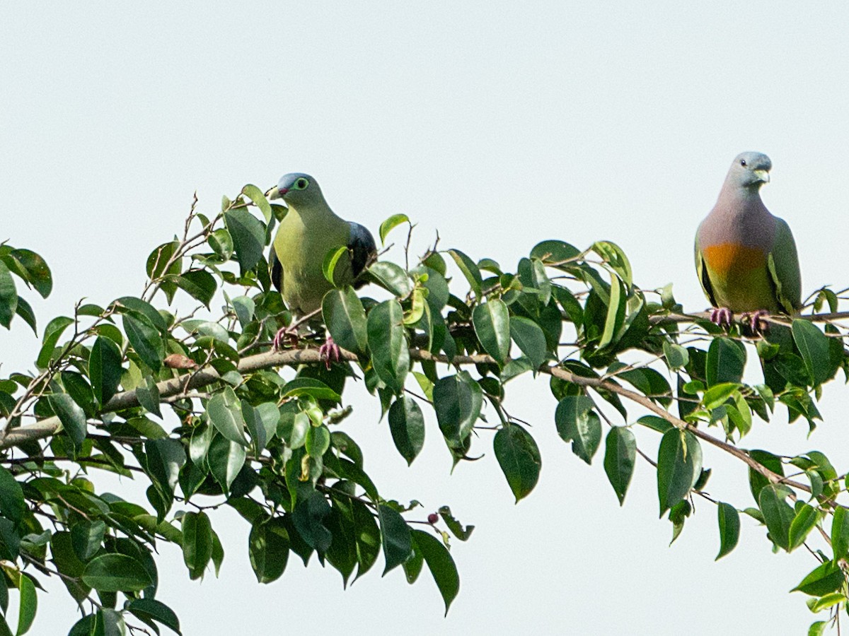 Thick-billed Green-Pigeon - VY Ozdinosaur