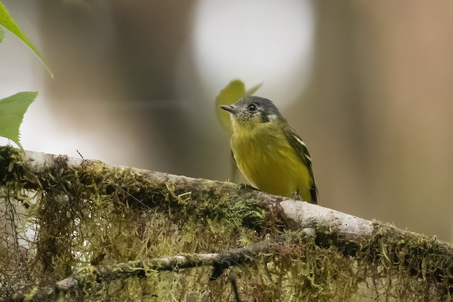 Ashy-headed Tyrannulet