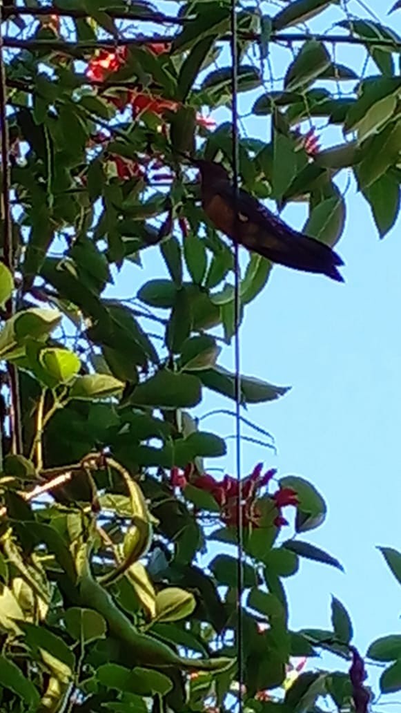 Giant Hummingbird - ML423555231
