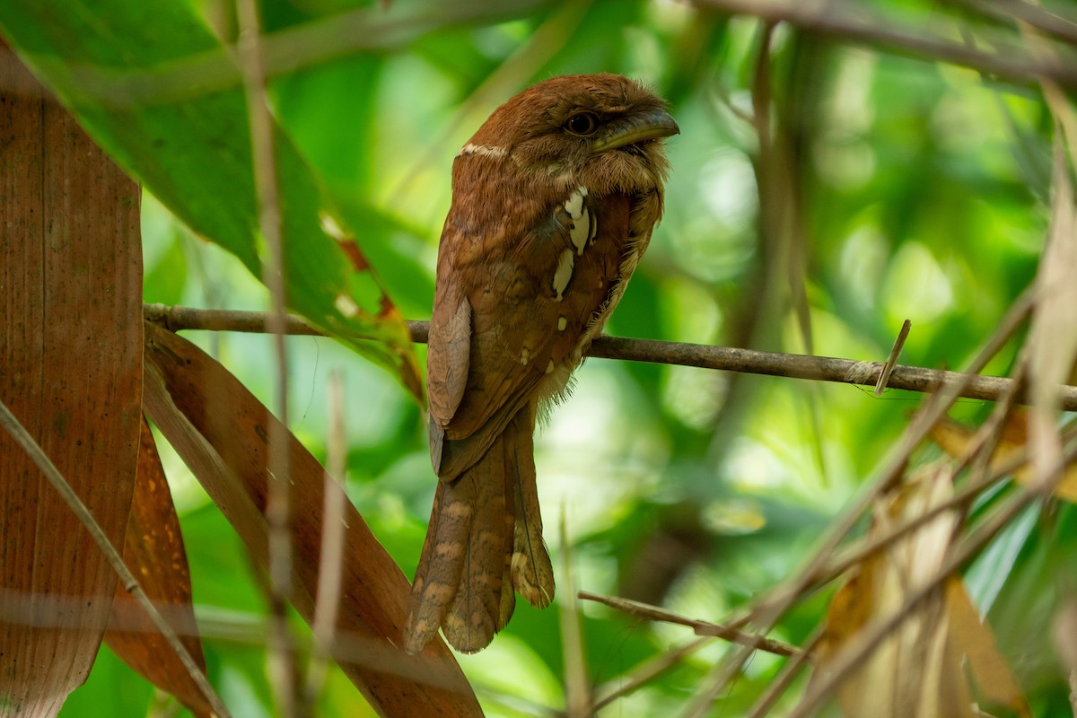 Gould's Frogmouth - ML423562001