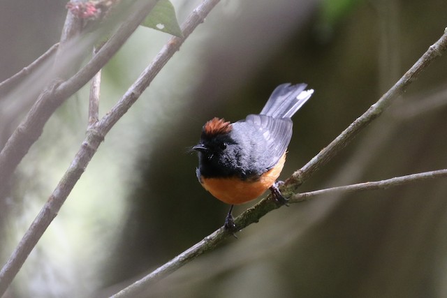 Frontal view (subspecies <em class="SciName notranslate">connectens</em>). - Slate-throated Redstart - 