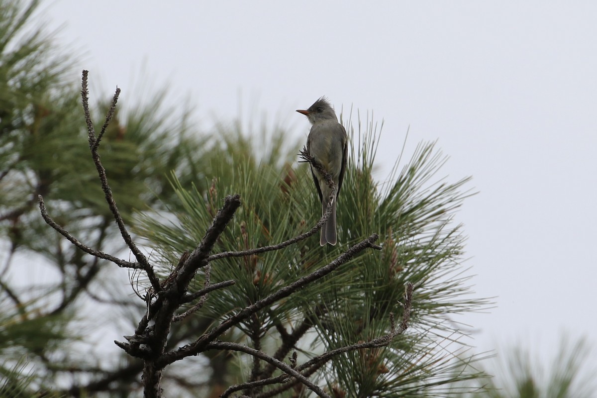Greater Pewee - ML423566741