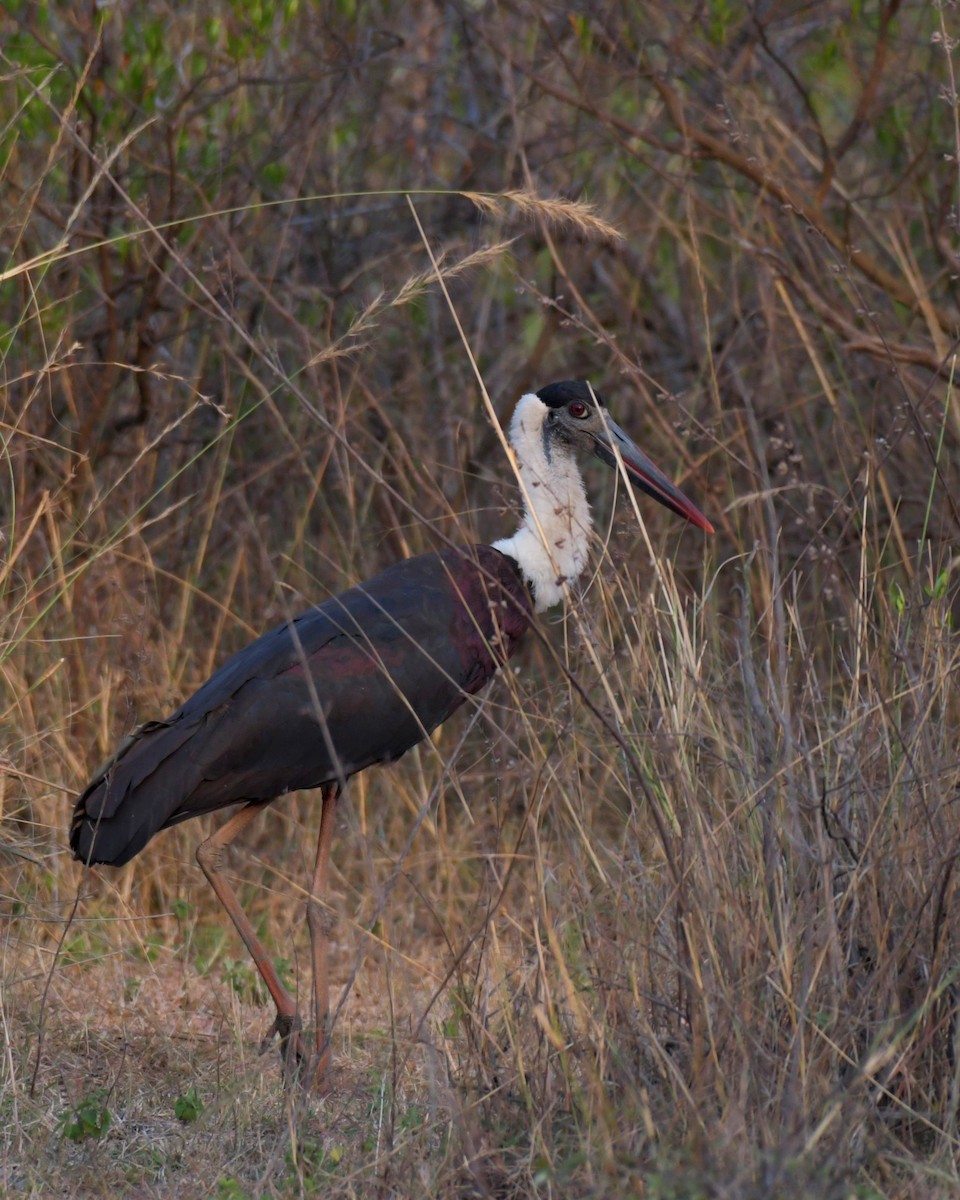 Asian Woolly-necked Stork - Partha Saradhi Allam