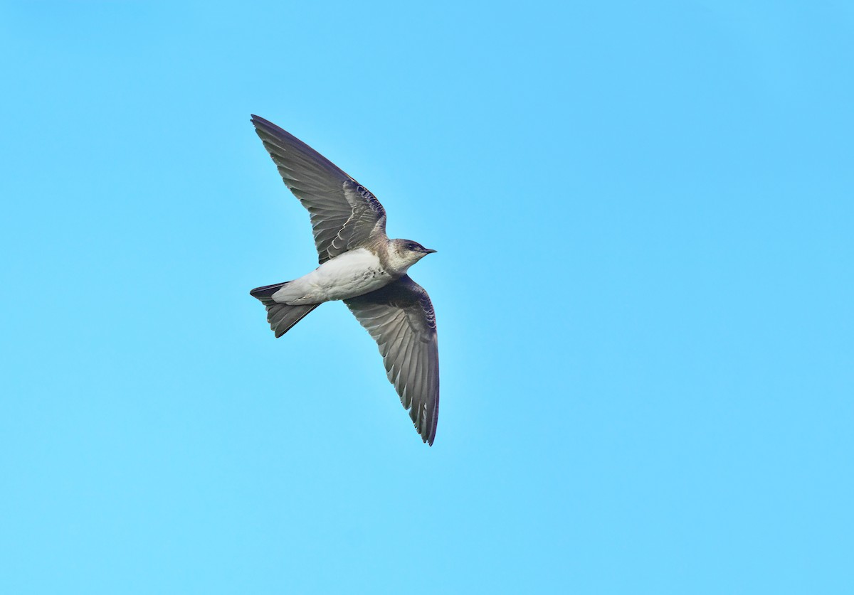 Brown-chested Martin (fusca) - ML423573821