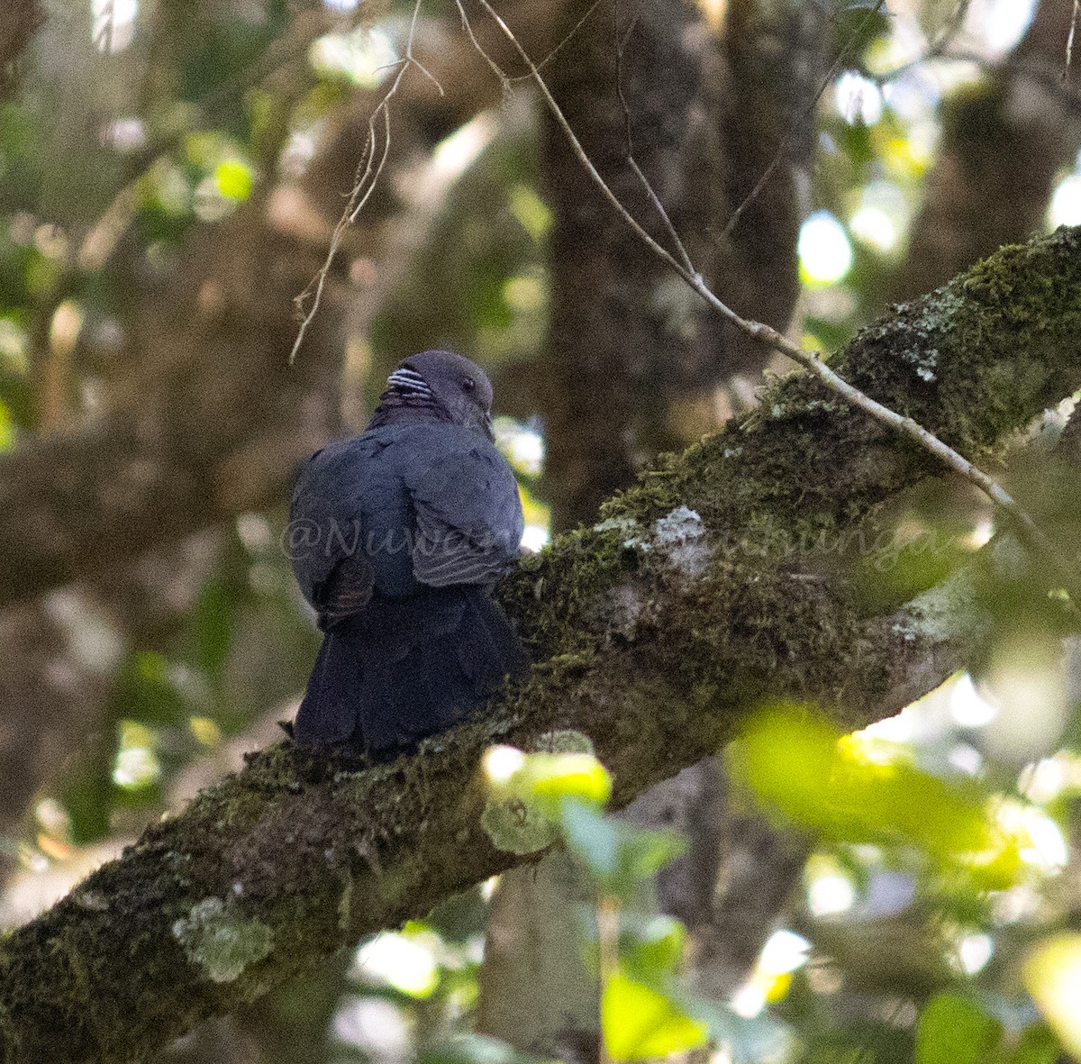 Sri Lanka Wood-Pigeon - Nuwanga Jayathunga
