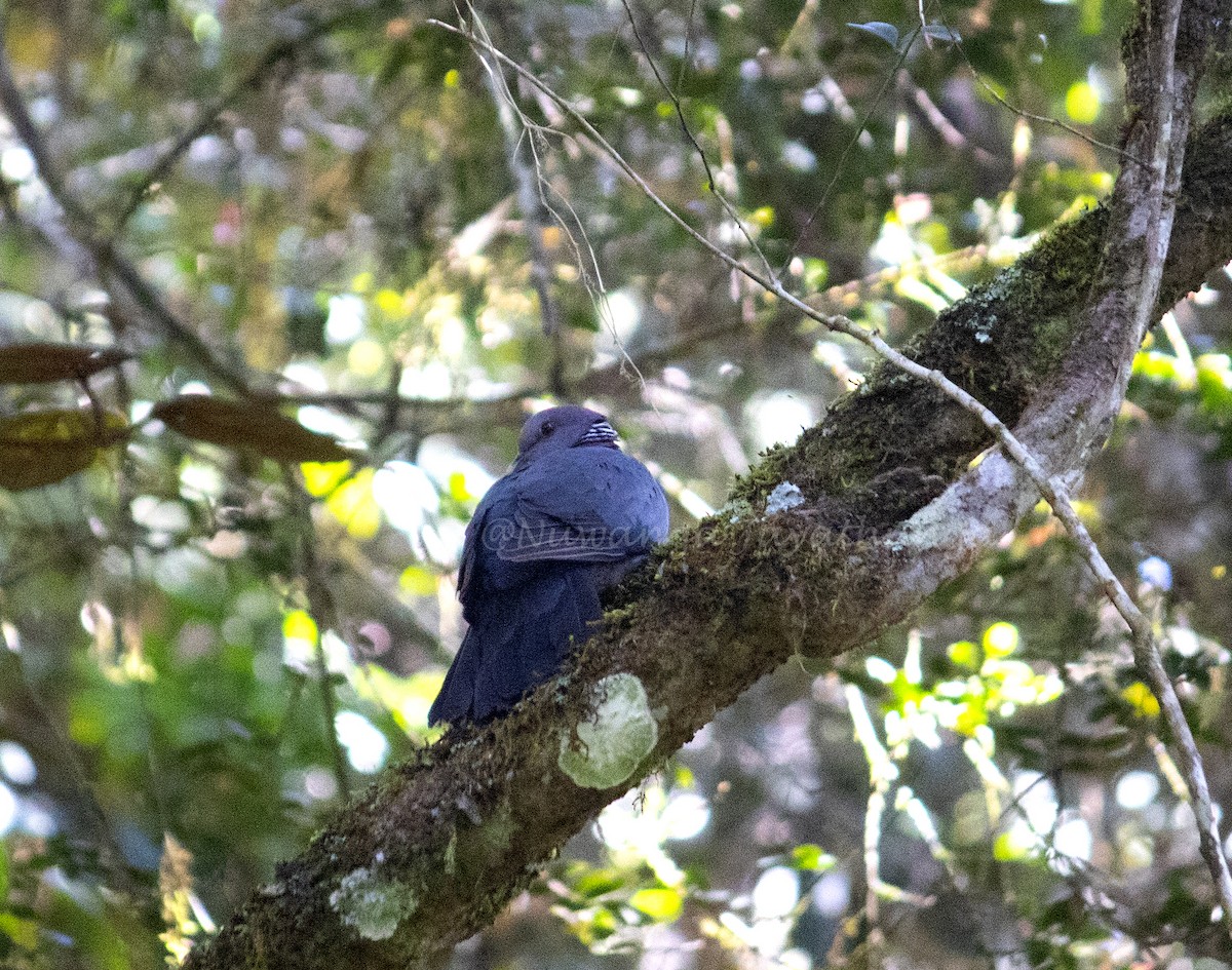 Sri Lanka Wood-Pigeon - Nuwanga Jayathunga