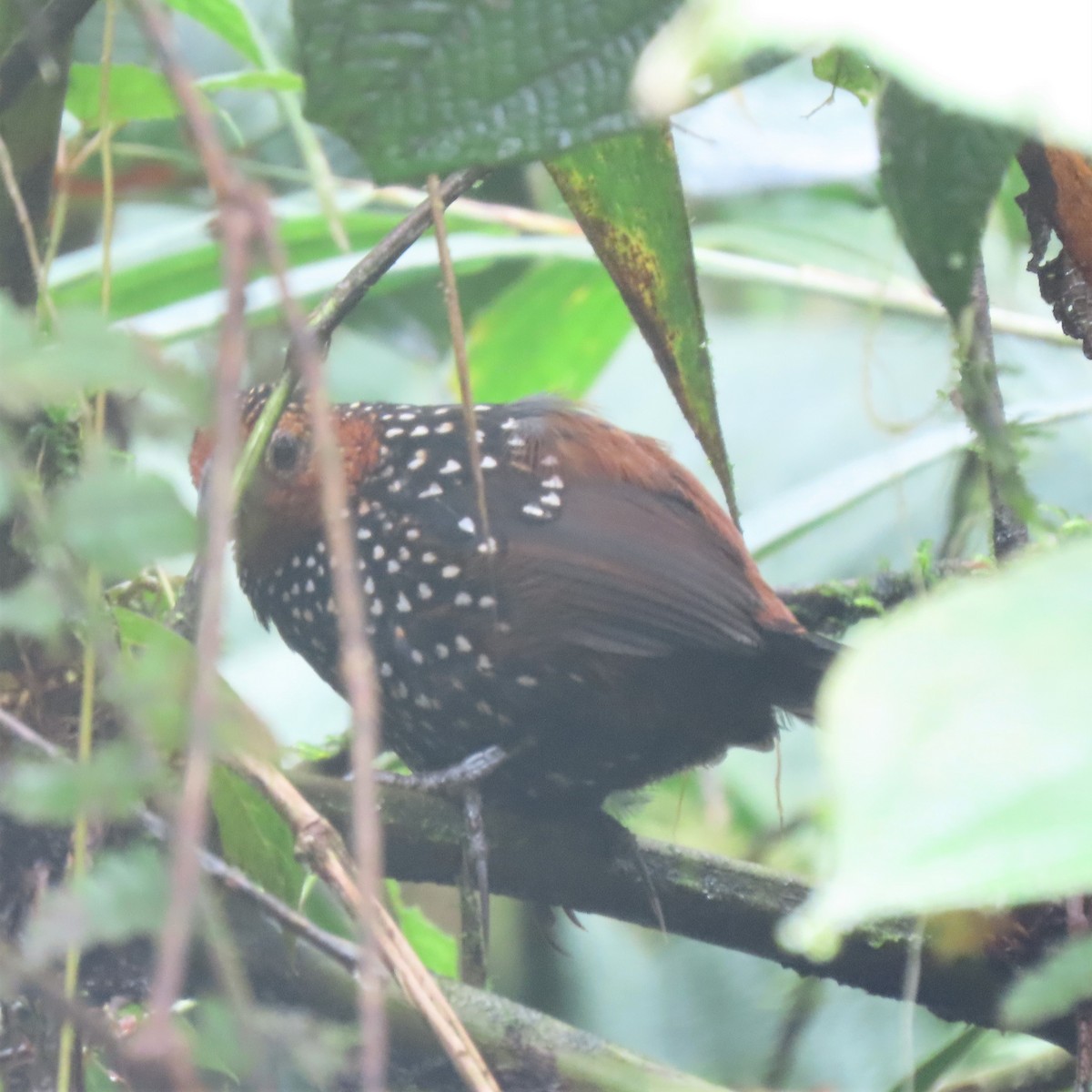 Ocellated Tapaculo - Elaine Wagner