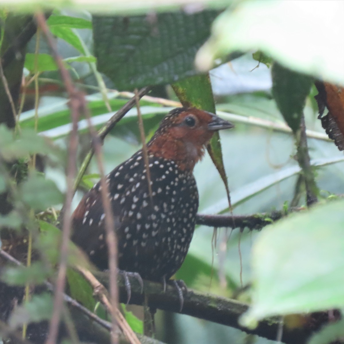 Ocellated Tapaculo - Elaine Wagner