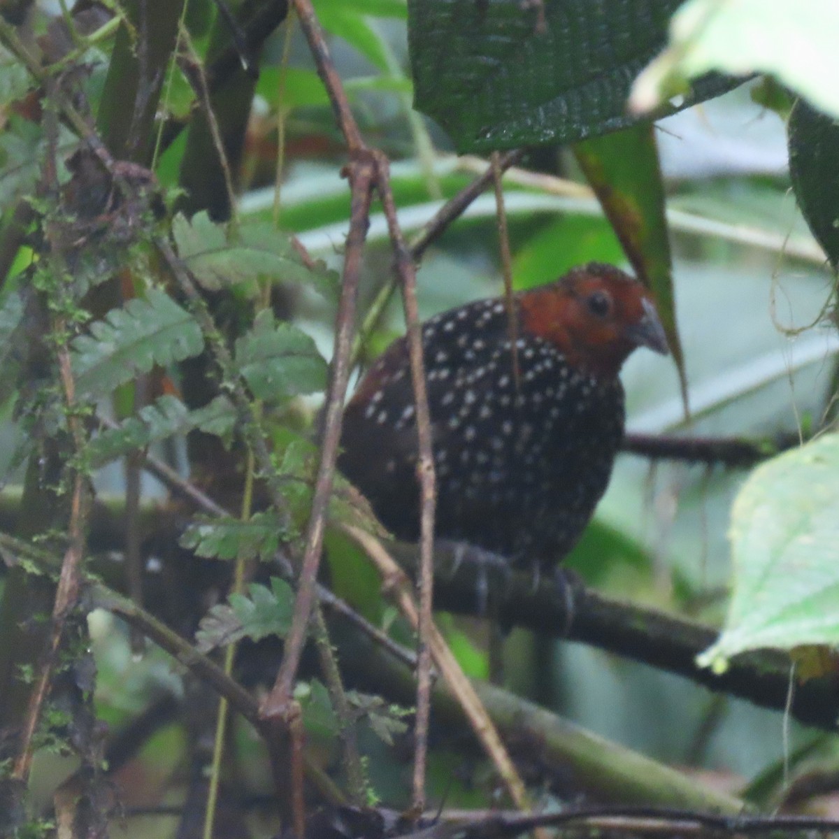 Ocellated Tapaculo - ML423585021