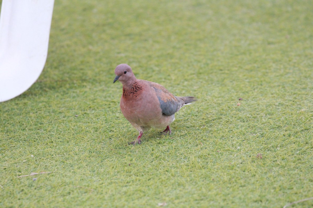 Laughing Dove - ML423586211