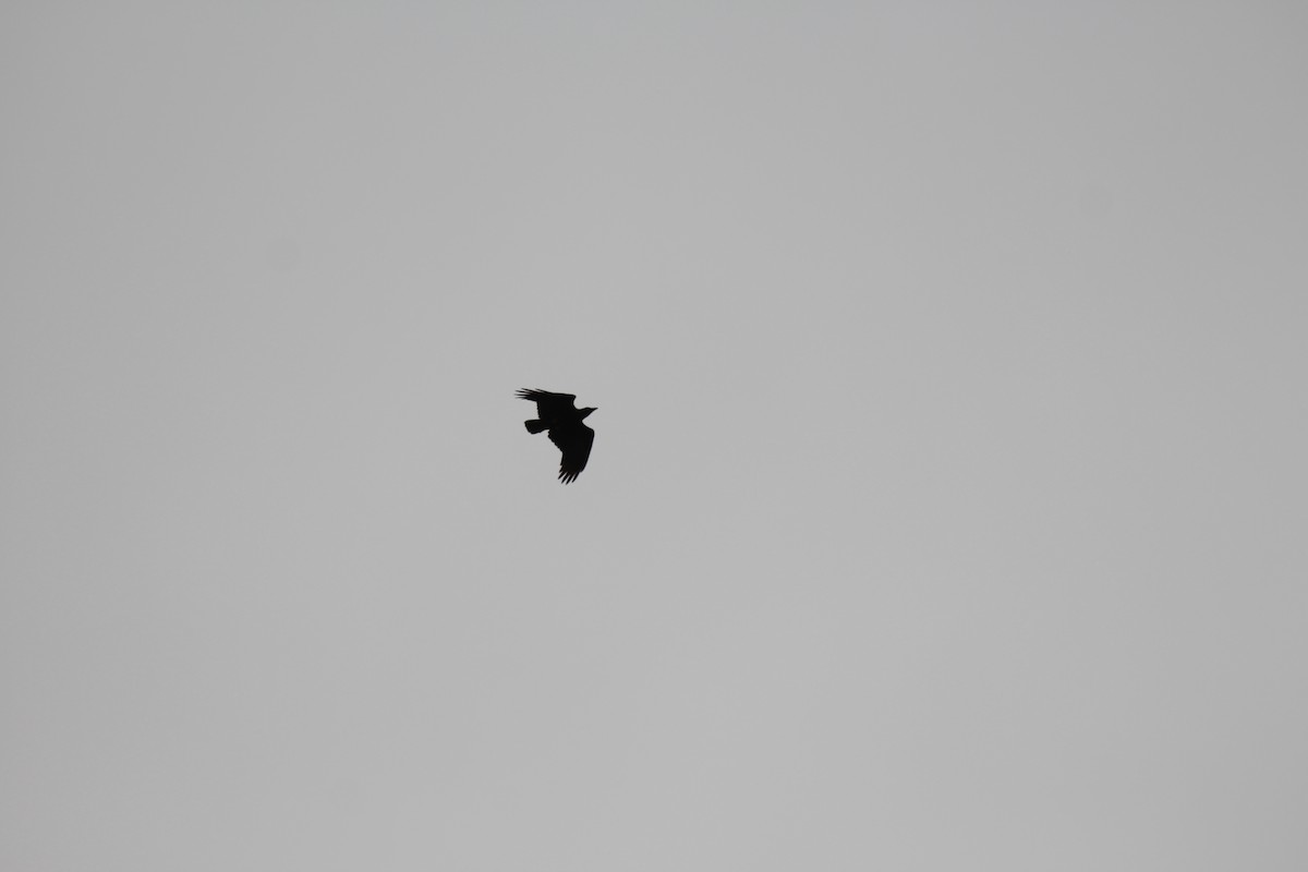 Fan-tailed Raven - Jeff Scott