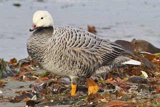 Emperor Goose, ML42358771