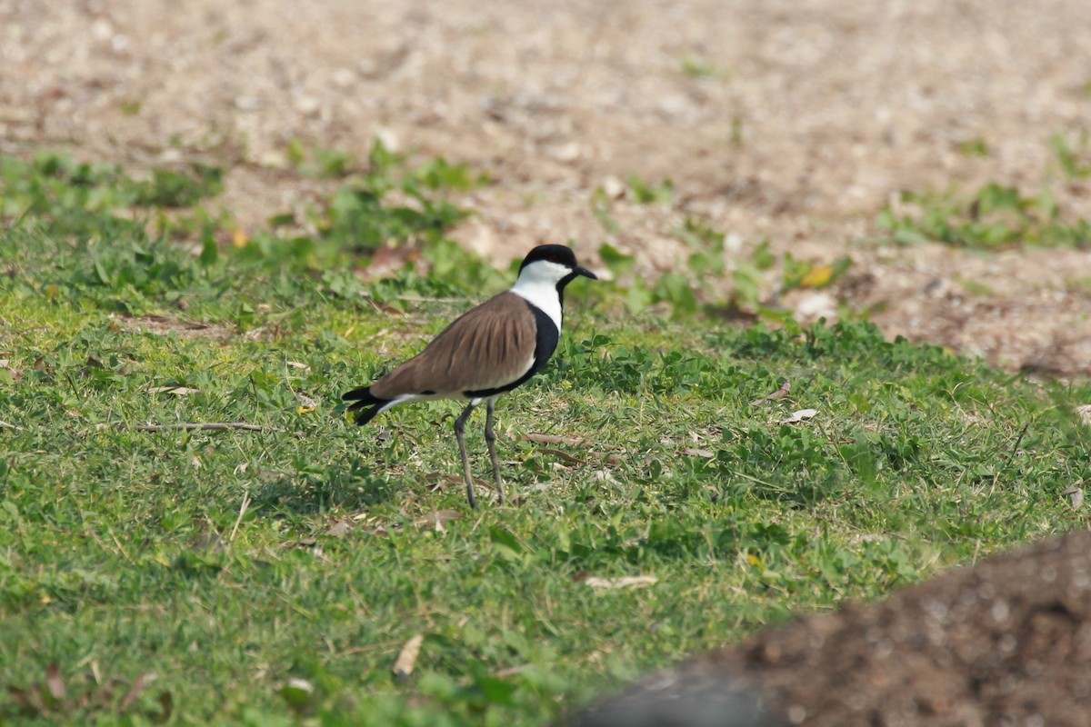 Spur-winged Lapwing - ML423588521