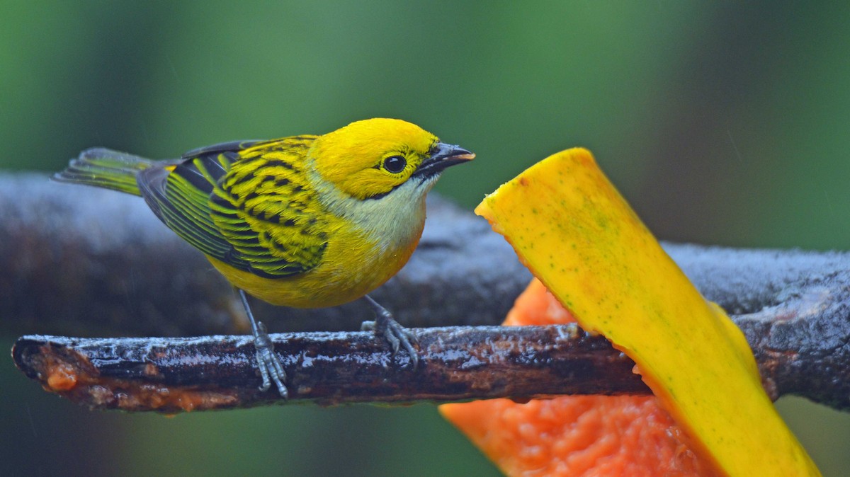 Silver-throated Tanager - ML423589101