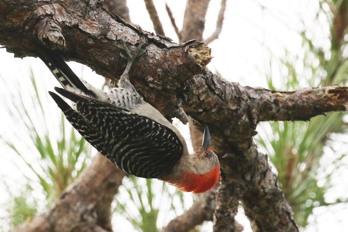 Red-bellied Woodpecker - Stephen Chinnery