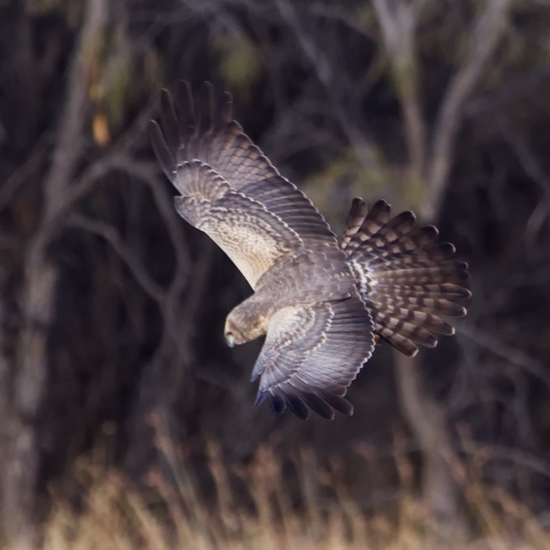 Spotted Harrier - ML42359191