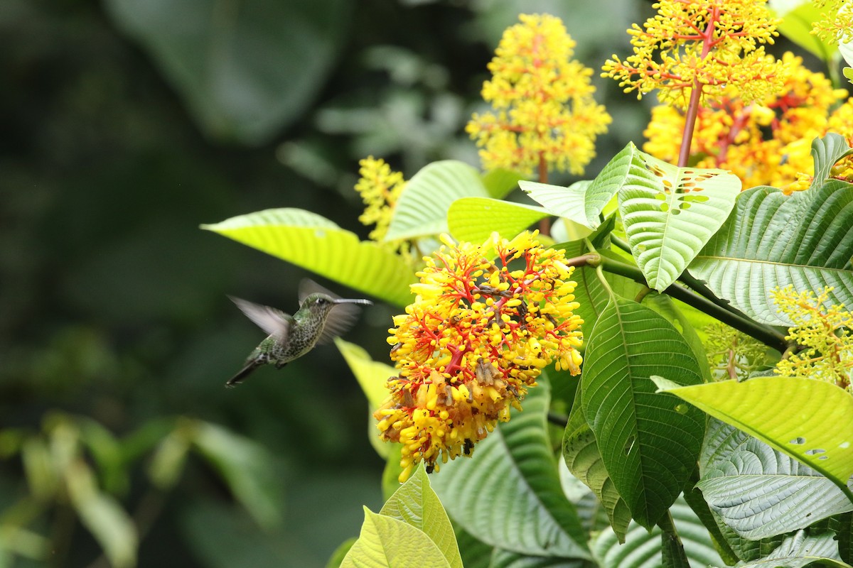 Many-spotted Hummingbird - ML423594291