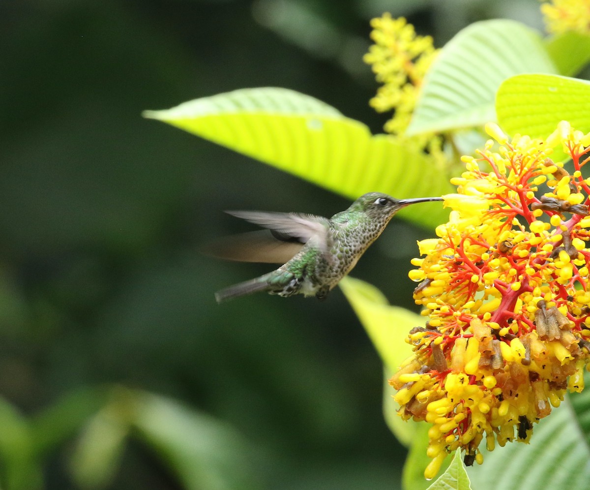 Many-spotted Hummingbird - ML423594311